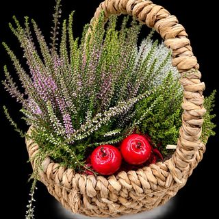 Aranjament plante tip cosulet