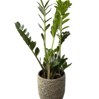 Zamioculcas in ghiveci