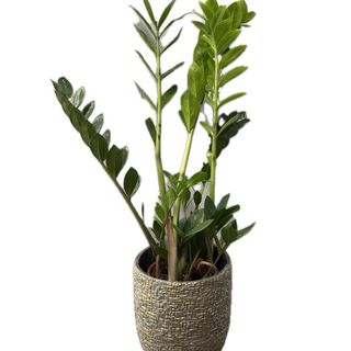 Zamioculcas in ghiveci