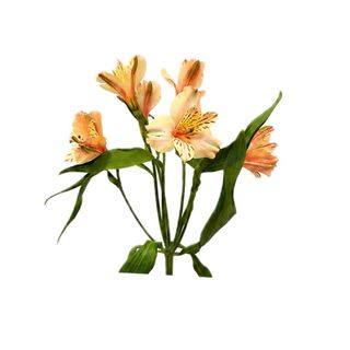 Alstromeria