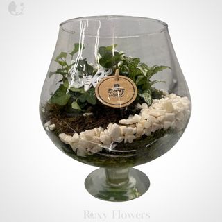 Terariu plante în pahar de sticlă