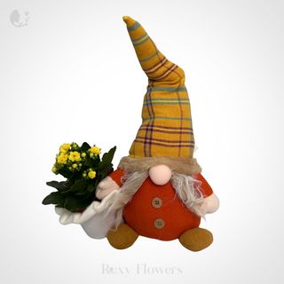 Aranjament calandiva cu gnom