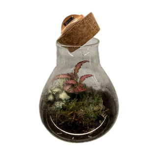 Terariu cu plante mini