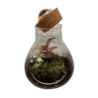 Terariu cu plante mini