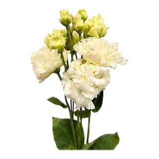 Eustoma alba