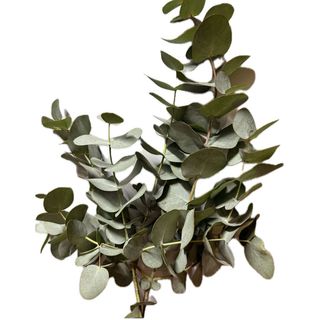 Eucalipt