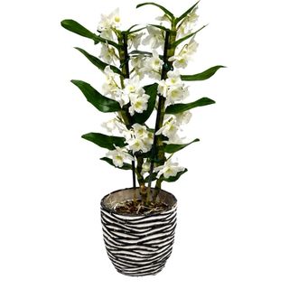 Orhidee Dendrobium