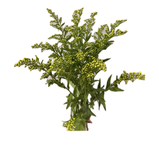 Solidago