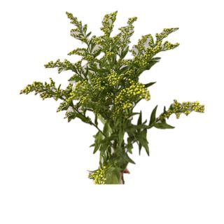 Solidago