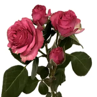 Tros fuchsia