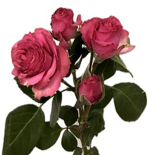 Tros fuchsia