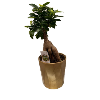 Bonsai