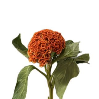 Celosia orange