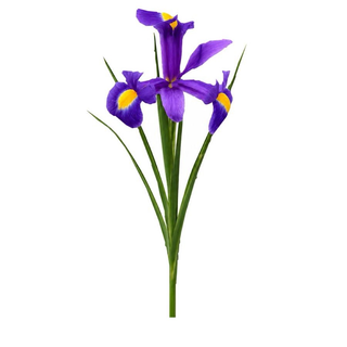 Iris mov