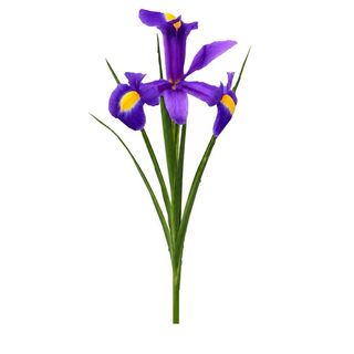 Iris mov