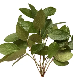 Salal