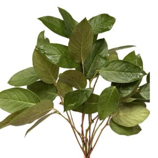 Salal