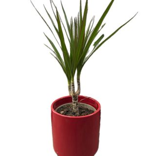 Dracaena