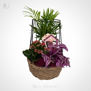 Terariu plante în coș metalic mov