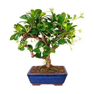 Bonsai 30cm