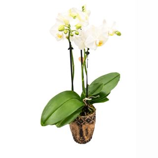 Orhidee Phalaenopsis in vas ceramic