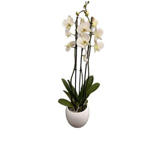 Orhidee Phalaenopsis