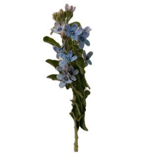 Oxypetalum albastru
