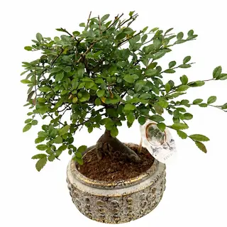 Ficus Bonsai 30cm