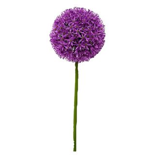 Allium