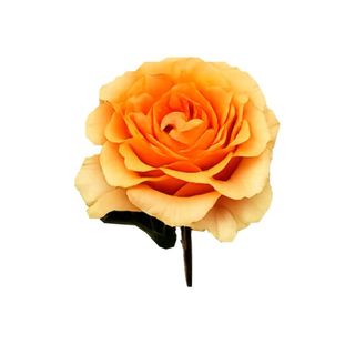 Trandafir Orange