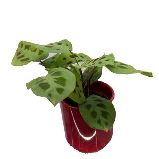 Maranta in ghiveci