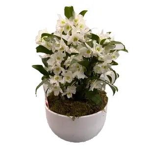 Aranjament Floral