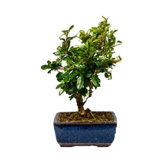 Bonsai 20cm