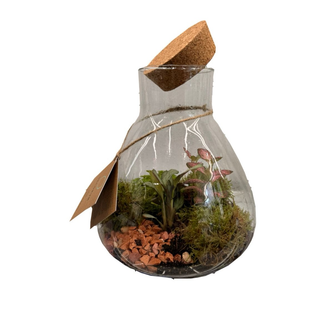 Terariu cu plante