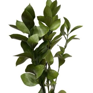 Ruscus