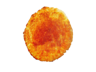 Pita