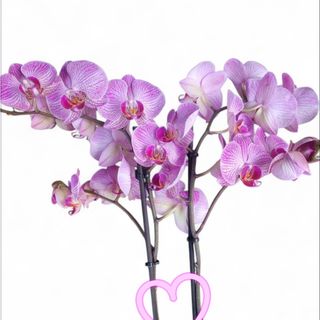 Orhidee  phalenopsis 