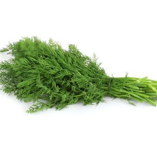 Marar Verde - Legatura.