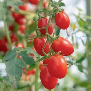 Rosii Cherry 250gr