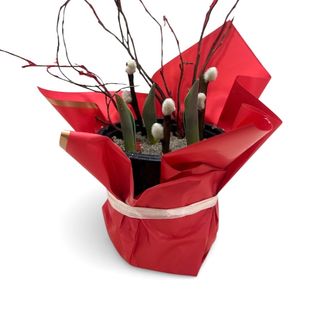 Lalele rosii bulbi in ghiveci