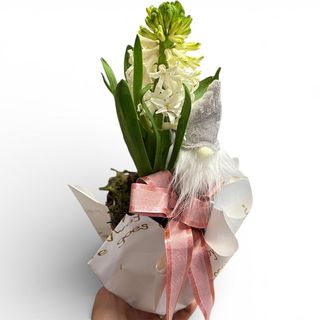 Zambilă albă pafumată ( ghiveci)