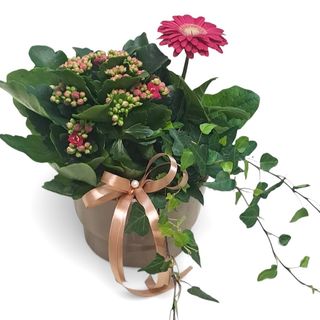 Aranjament floral cu plante in vas ceramic