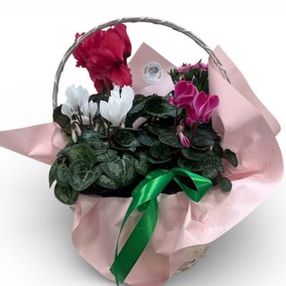 Cos cu plante cyclamen si primula