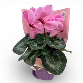 Cyclamen