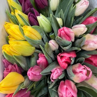 Lalele mix de culoare- 25 de fire