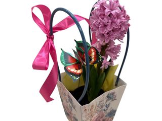 Zambila parfumata roz (ghiveci) in punga decorativa si accesorii