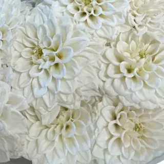 Buchet cu dalii albe (11 fire)