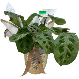 Planta Marantha in vas ceramic