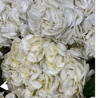 Buchet cu hortensii albe ( 5 fire)
