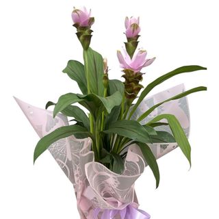Lalea thailandeza (curcuma) planta